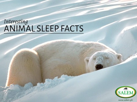 animal sleep facts banner