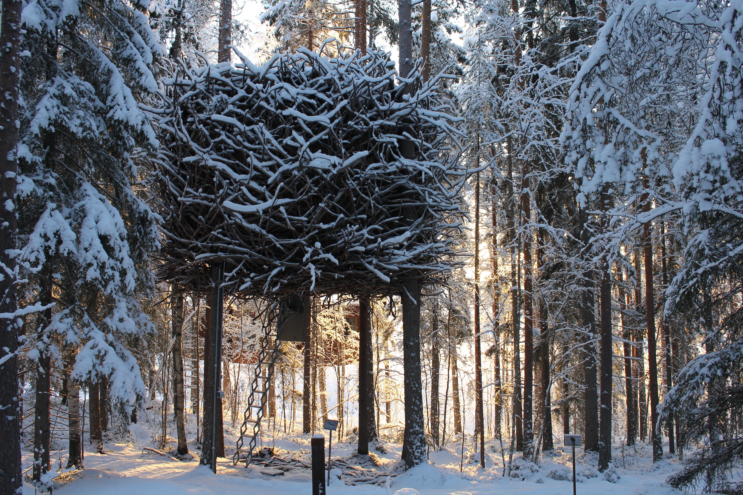 treehouse hotel bird's nest